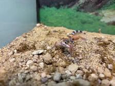 Baby Leopard Gecko - Photo 2