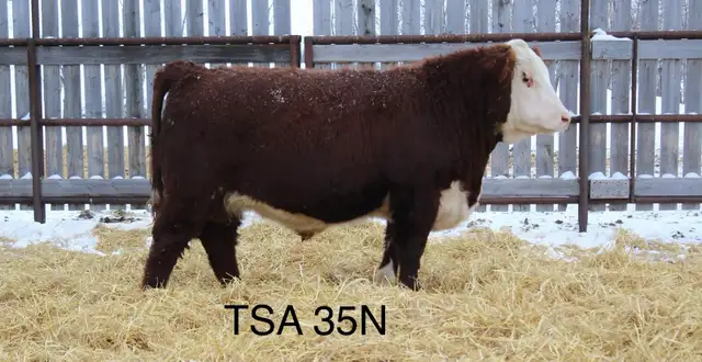 Yearling  Hereford Bulls