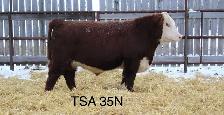 Yearling  Hereford Bulls