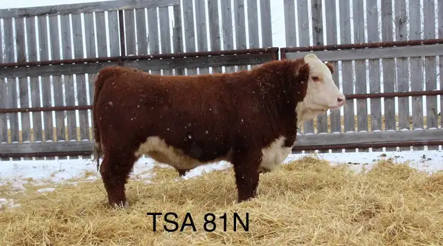 Yearling  Hereford Bulls - Photo 2