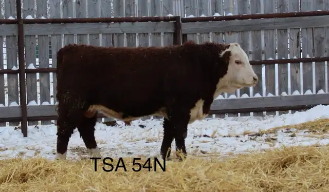 Yearling  Hereford Bulls - Photo 3