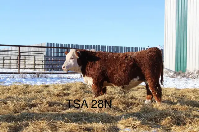 Yearling  Hereford Bulls - Photo 4