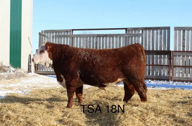 Yearling  Hereford Bulls - Photo 5