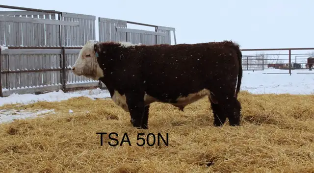 Yearling  Hereford Bulls - Photo 6