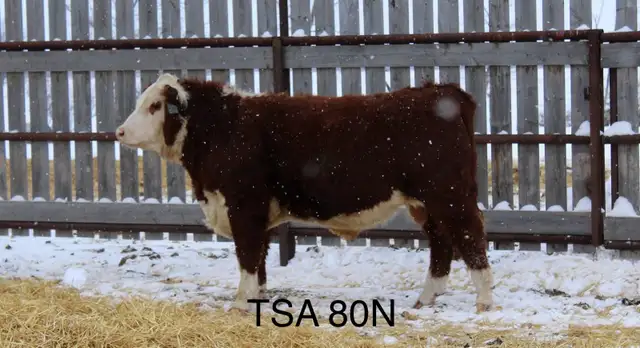 Yearling  Hereford Bulls - Photo 7