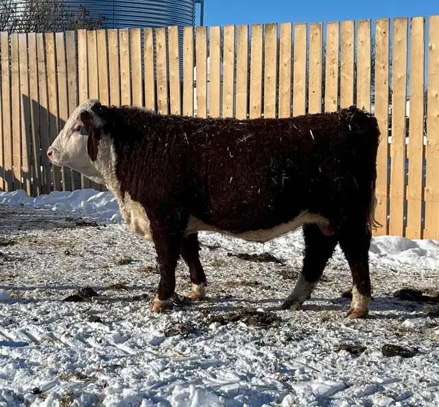 Yearling  Hereford Bulls - Photo 8