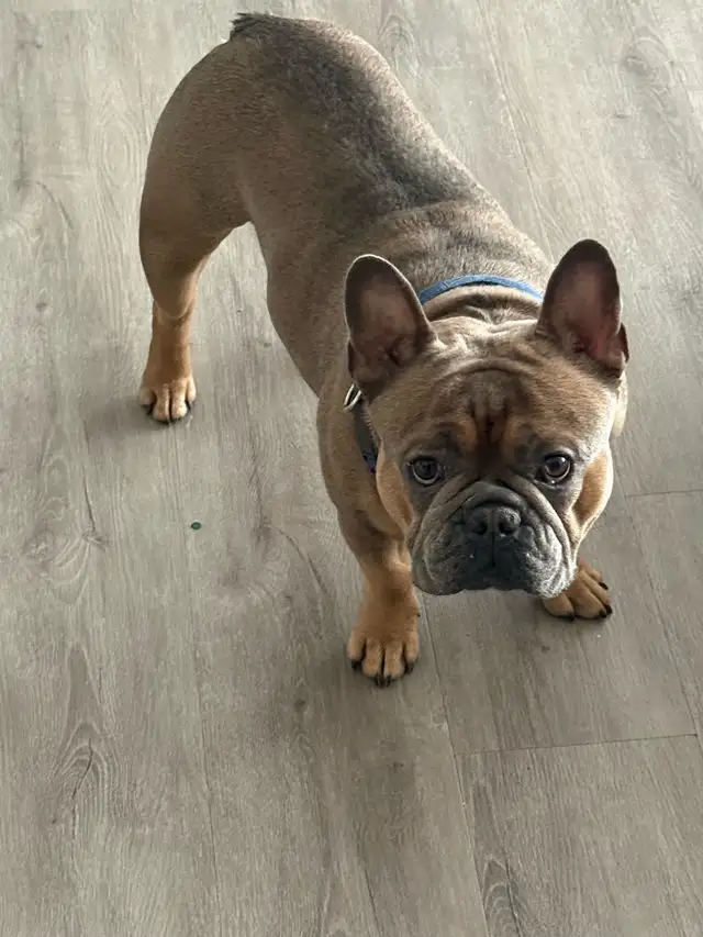 Male French Bulldog