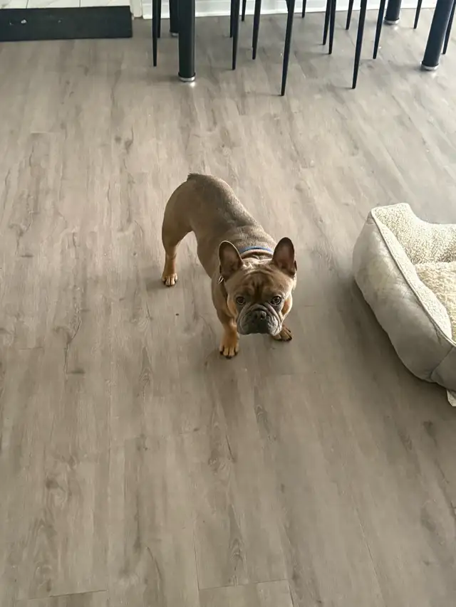 Male French Bulldog - Photo 2