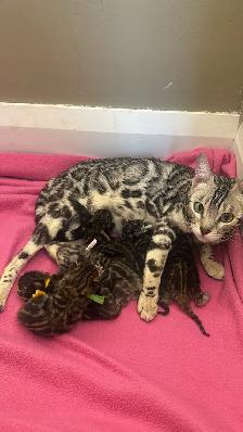 TICA Registered Bengal Kittens