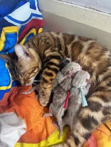 TICA Registered Bengal Kittens - Photo 2