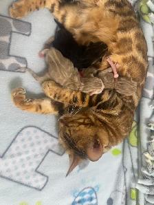 TICA Registered Bengal Kittens - Photo 3