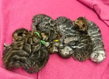TICA Registered Bengal Kittens - Photo 4