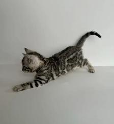 TICA Registered Bengal Kittens - Photo 5