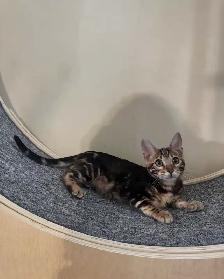 TICA Registered Bengal Kittens - Photo 6