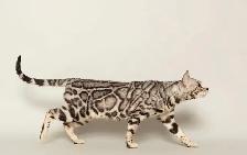 TICA Registered Bengal Kittens - Photo 8