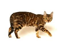 TICA Registered Bengal Kittens - Photo 9