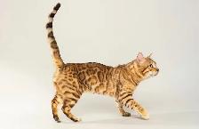 TICA Registered Bengal Kittens - Photo 10