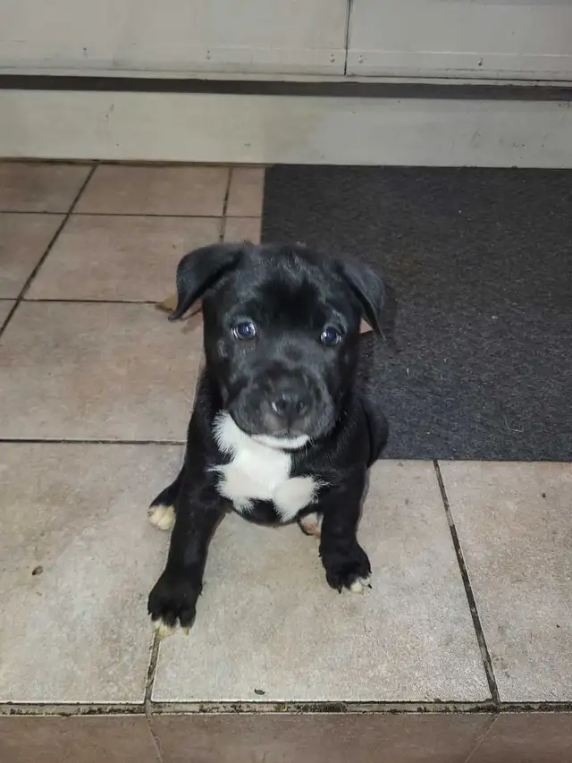 FREE 4 cane Corso husky mix puppies - Photo 2