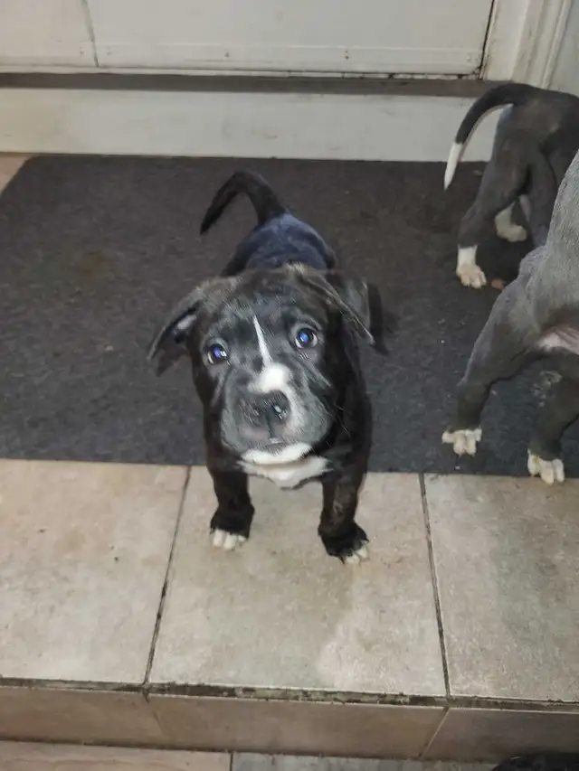 FREE 4 cane Corso husky mix puppies - Photo 3
