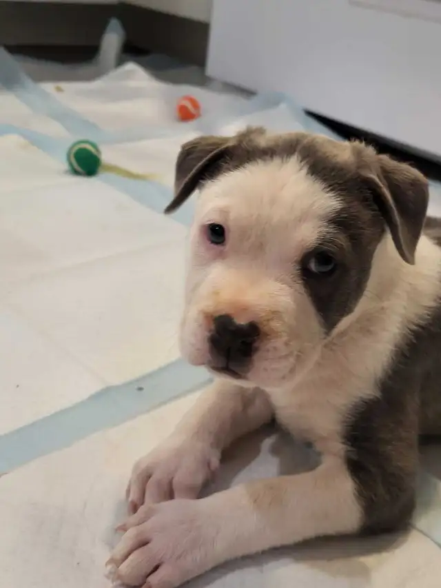 FREE 4 cane Corso husky mix puppies - Photo 5