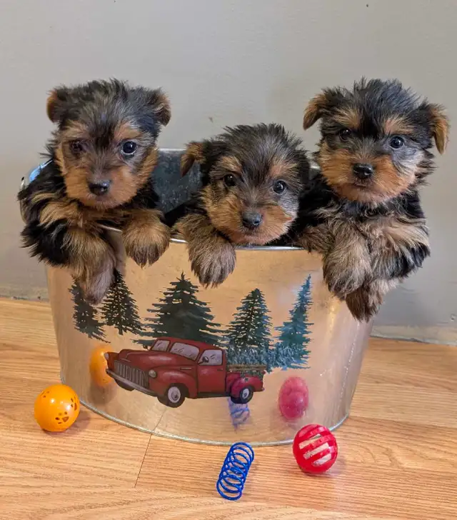 Super  Sweet Yorkie puppies ready march 6