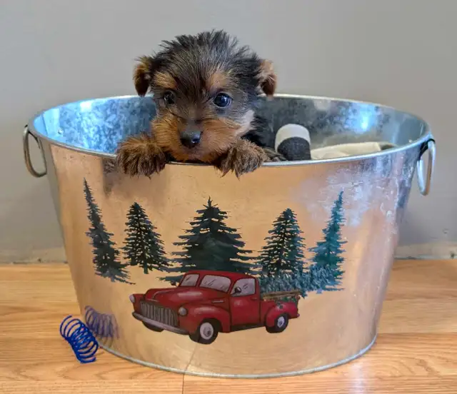 Super  Sweet Yorkie puppies ready march 6 - Photo 2