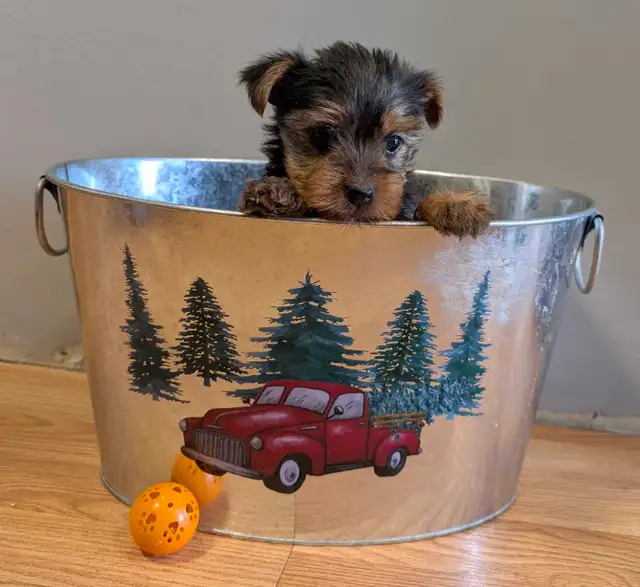 Super  Sweet Yorkie puppies ready march 6 - Photo 3