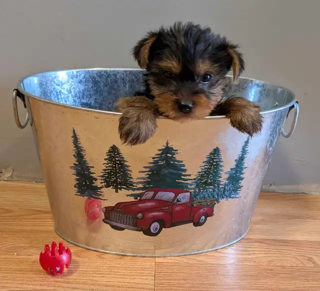 Super  Sweet Yorkie puppies ready march 6 - Photo 4