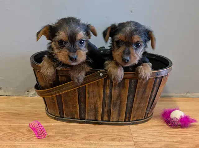 Super  Sweet Yorkie puppies ready march 6 - Photo 5