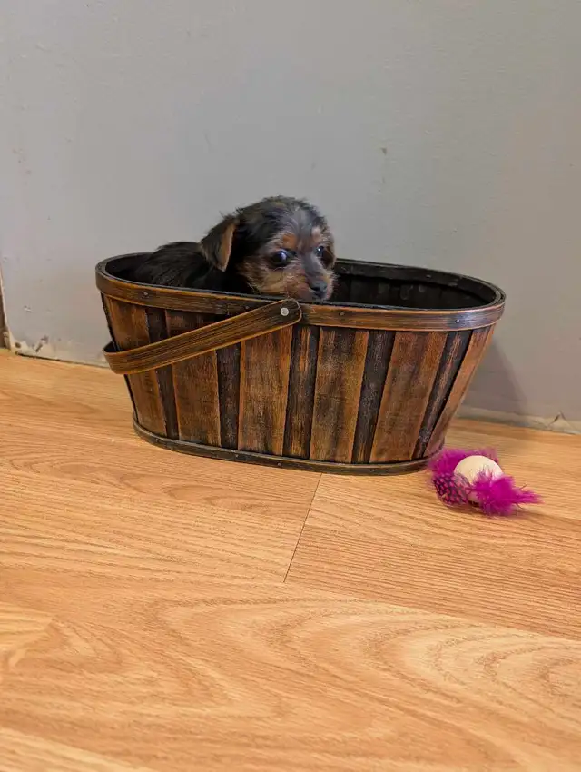 Super  Sweet Yorkie puppies ready march 6 - Photo 6
