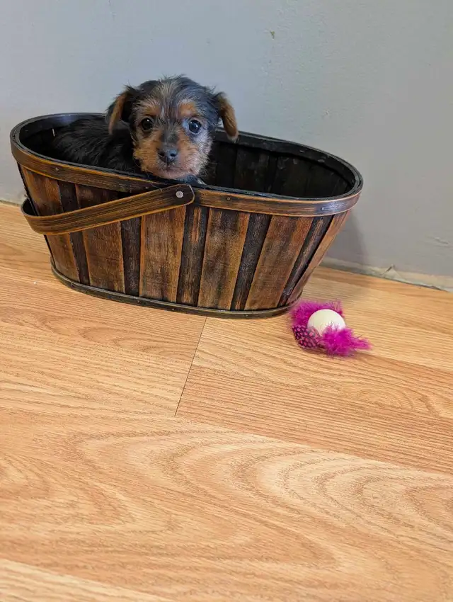 Super  Sweet Yorkie puppies ready march 6 - Photo 7