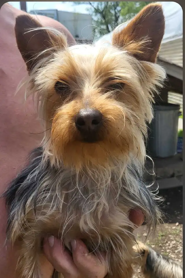 Super  Sweet Yorkie puppies ready march 6 - Photo 8