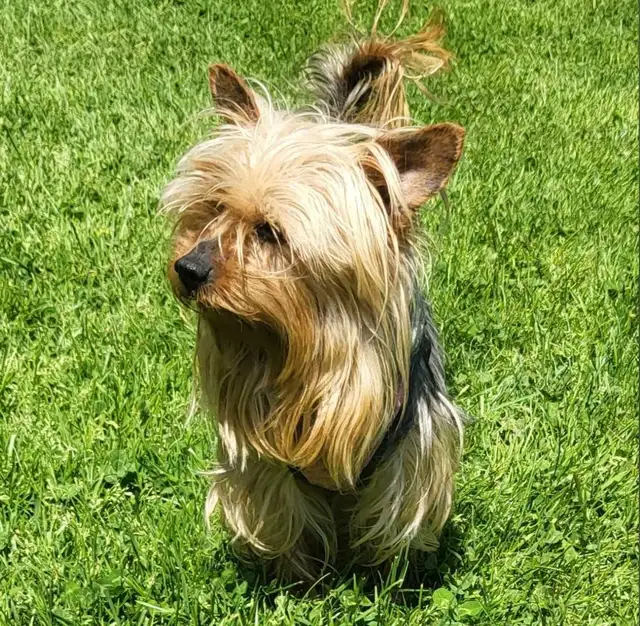 Super  Sweet Yorkie puppies ready march 6 - Photo 9