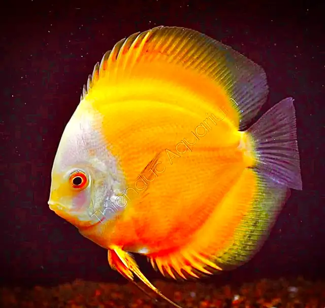 Entretien d’Aquarium