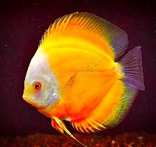 Entretien d’Aquarium