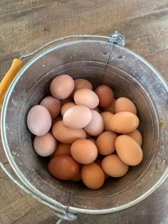 fresh farm eggs