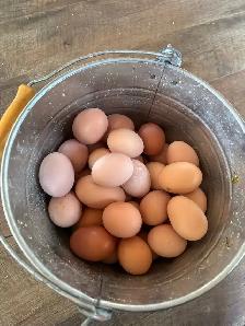 fresh farm eggs