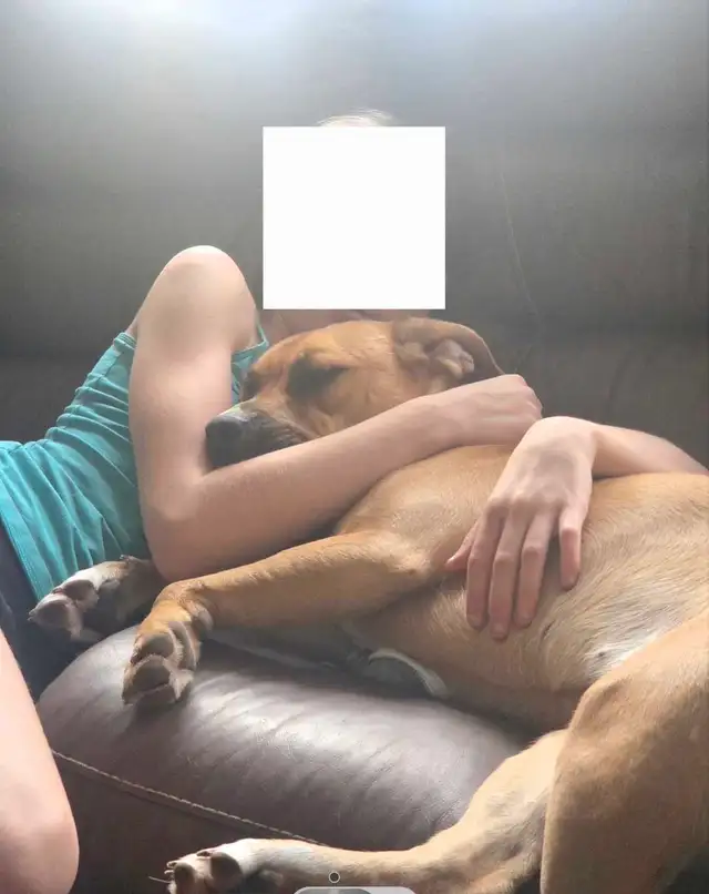 2 female dogs - Photo 2