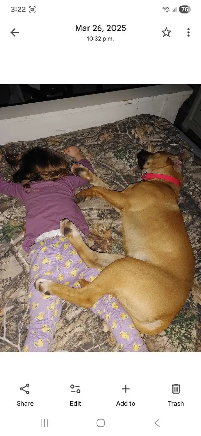 2 female dogs - Photo 3