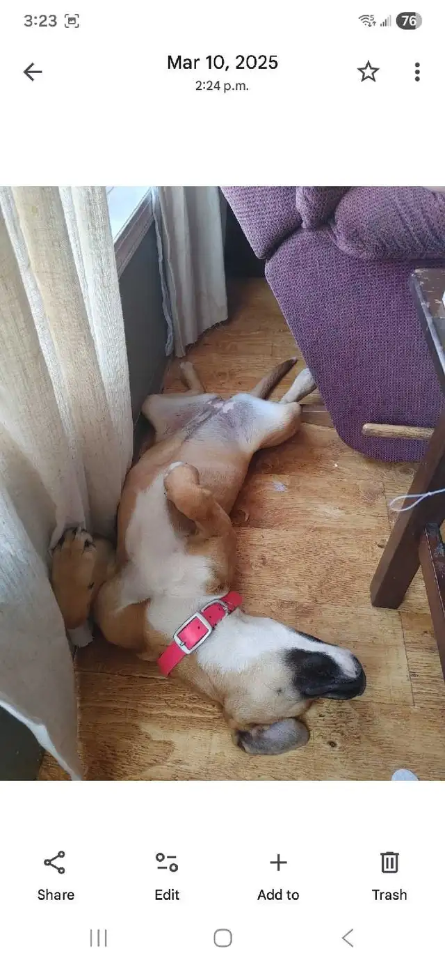 2 female dogs - Photo 4