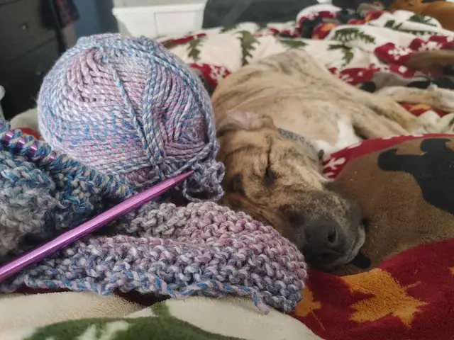 2 female dogs - Photo 5