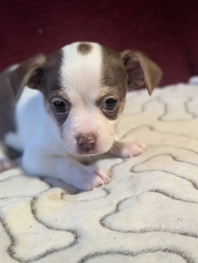 A vendre chiots chihuahua male et femelle