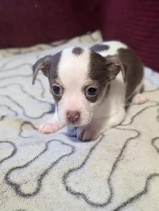 A vendre chiots chihuahua male et femelle - Photo 2