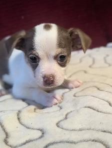 A vendre chiots chihuahua male et femelle - Photo 3