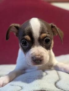 A vendre chiots chihuahua male et femelle - Photo 4