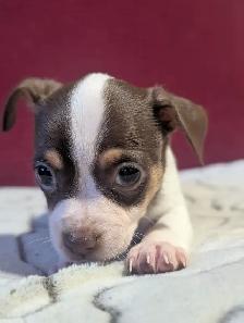 A vendre chiots chihuahua male et femelle - Photo 5