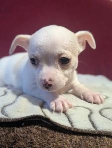 A vendre chiots chihuahua male et femelle - Photo 6