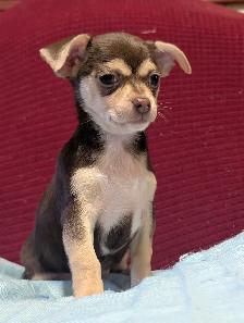 A vendre chiots chihuahua male et femelle - Photo 8