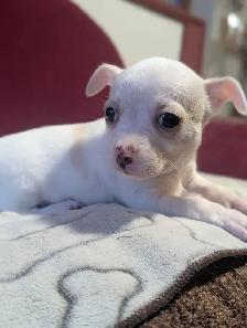 A vendre chiots chihuahua male et femelle - Photo 9