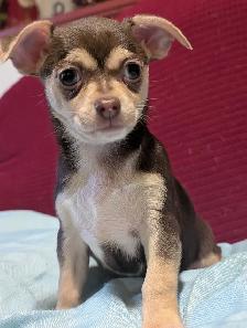 A vendre chiots chihuahua male et femelle - Photo 10